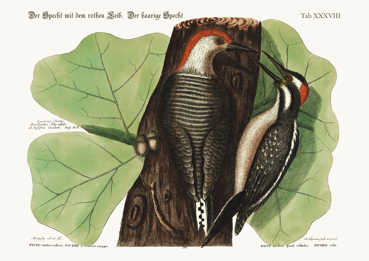 Punavatsatikka. Karvainen tikka, 1749-73 tekijältä Mark Catesby