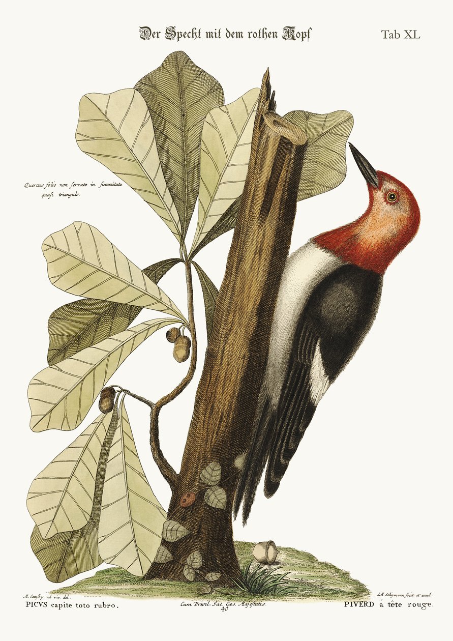 Punatikka, 1749-73 tekijältä Mark Catesby
