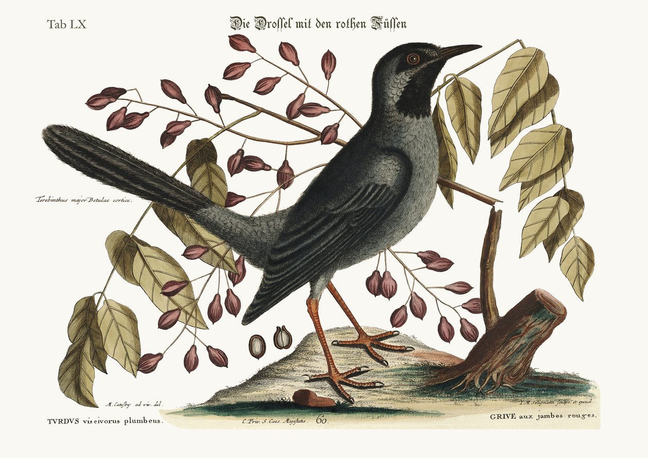 Punajalkainen sammas, 1749-73 tekijältä Mark Catesby