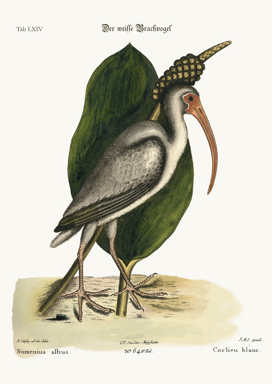 Valkoinen lokkilintu, 1749-73 tekijältä Mark Catesby