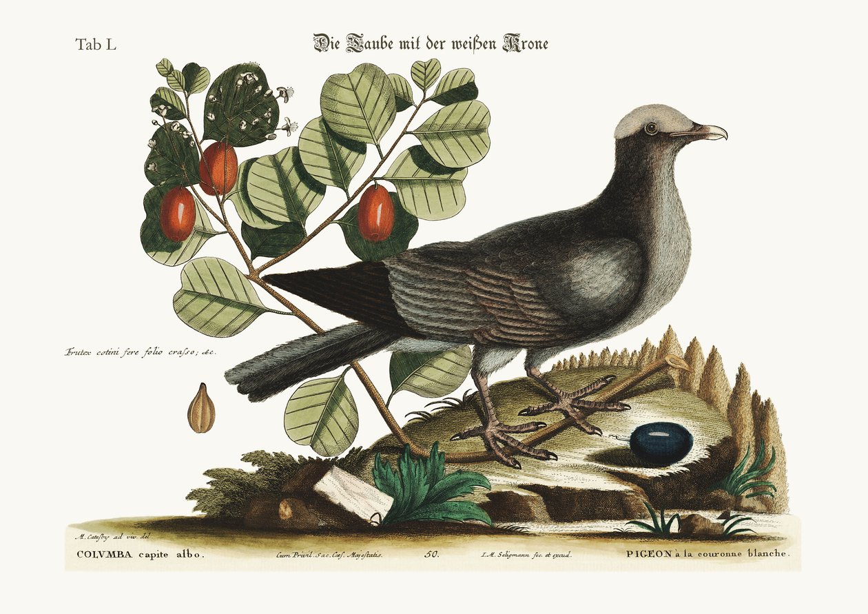 Valkokruunuinen kyyhkynen, 1749-73 tekijältä Mark Catesby