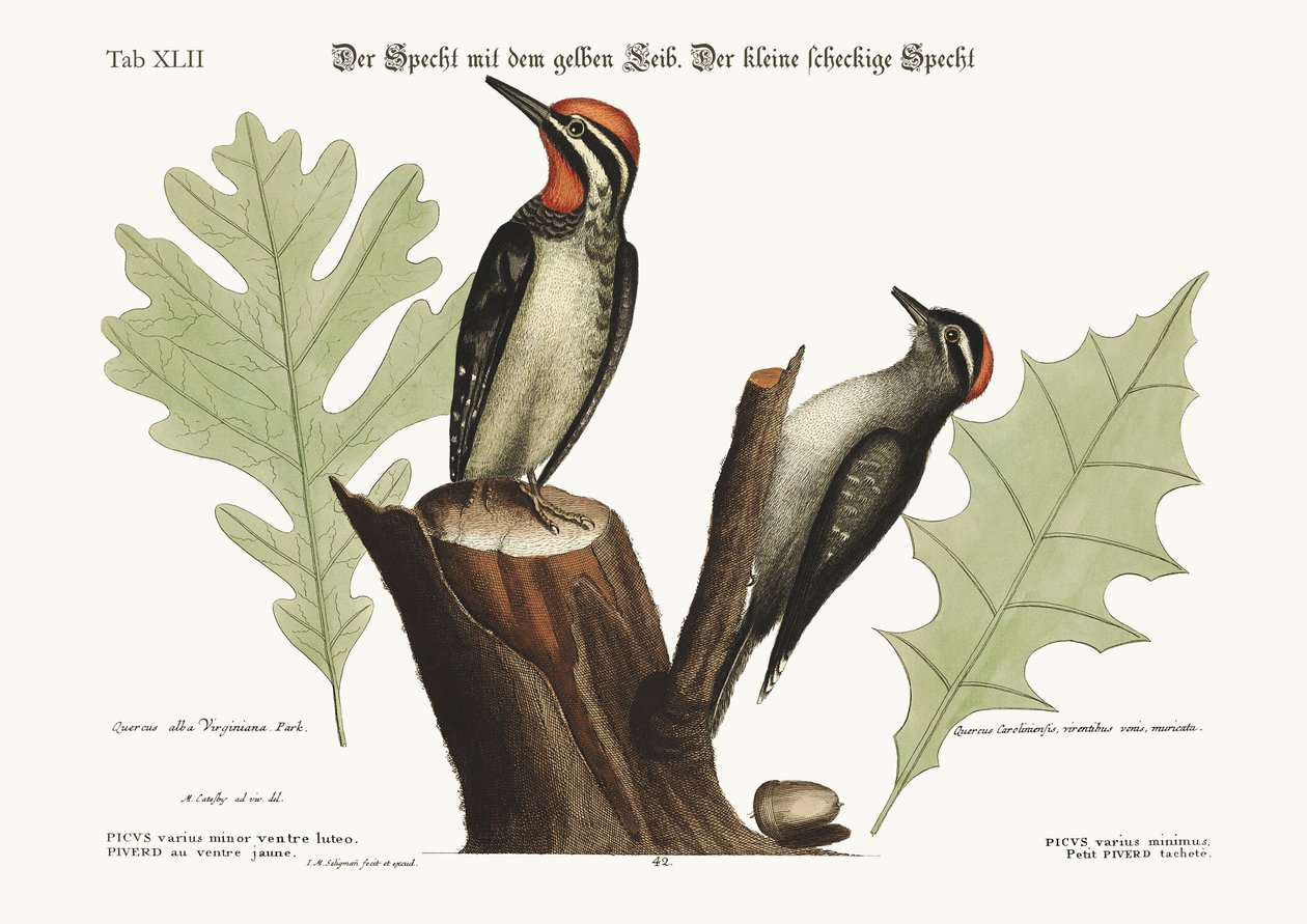 Keltatikka. Pienin kirjatikka, 1749-73 tekijältä Mark Catesby