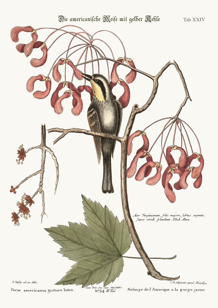 Keltakurkku Creeper, 1749-73 tekijältä Mark Catesby
