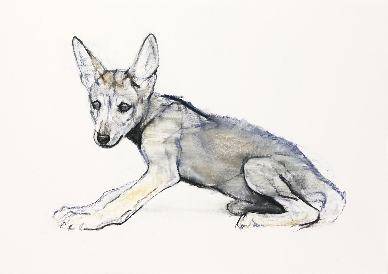 Nuori Arabian Wolf Pup, 2009 (conte und charcoal paperilla) tekijältä Mark Adlington