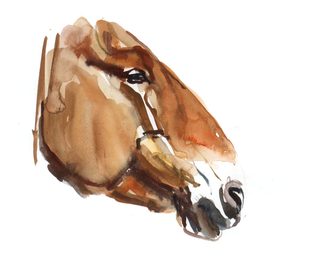 Muinainen pää (Przewalski) 2012, (akvarelli paperille) tekijältä Mark Adlington