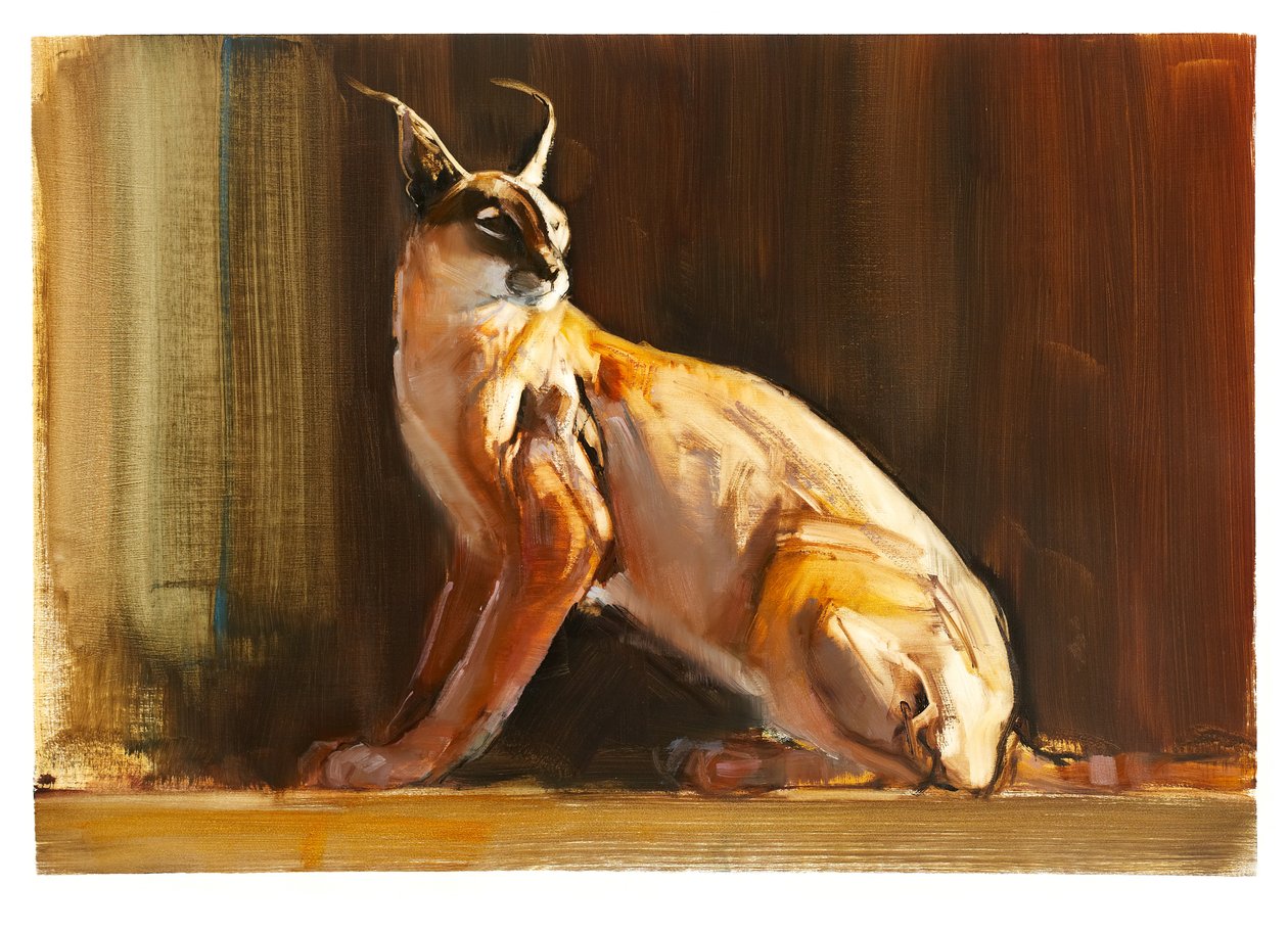 Arabian Caracal, 2010 (öljy paperille) tekijältä Mark Adlington