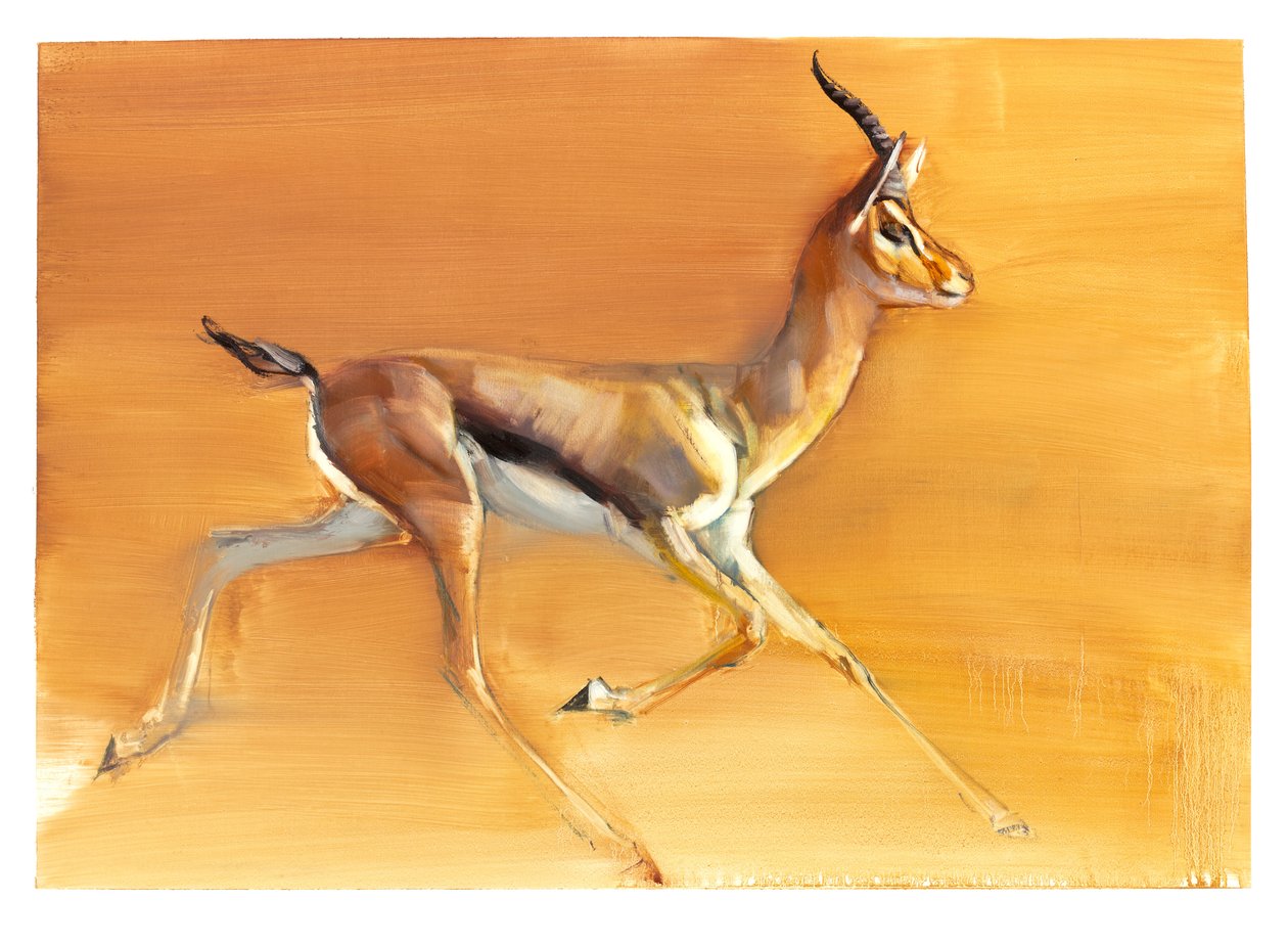 Arabian Gazelle, 2010 (öljy paperille) tekijältä Mark Adlington