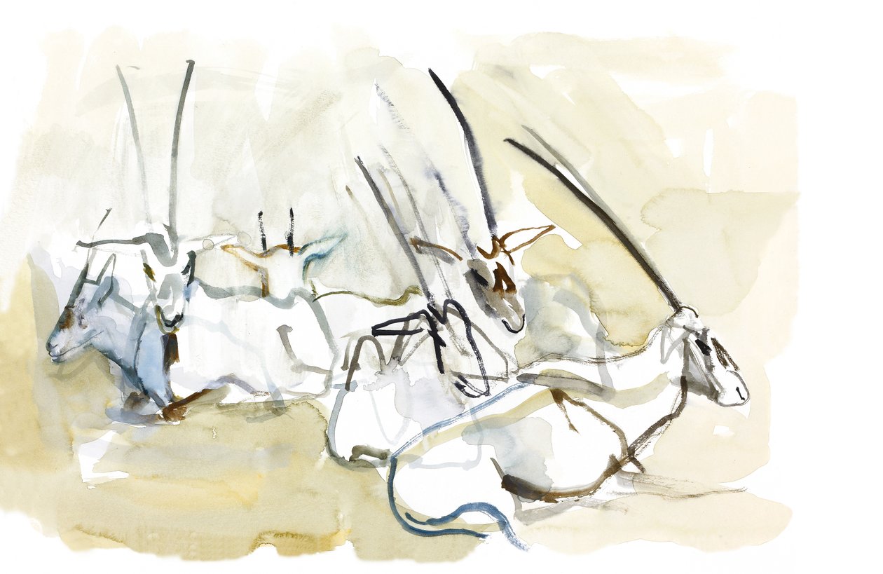 Arabian Oryx, 2010 (öljy paperille) tekijältä Mark Adlington