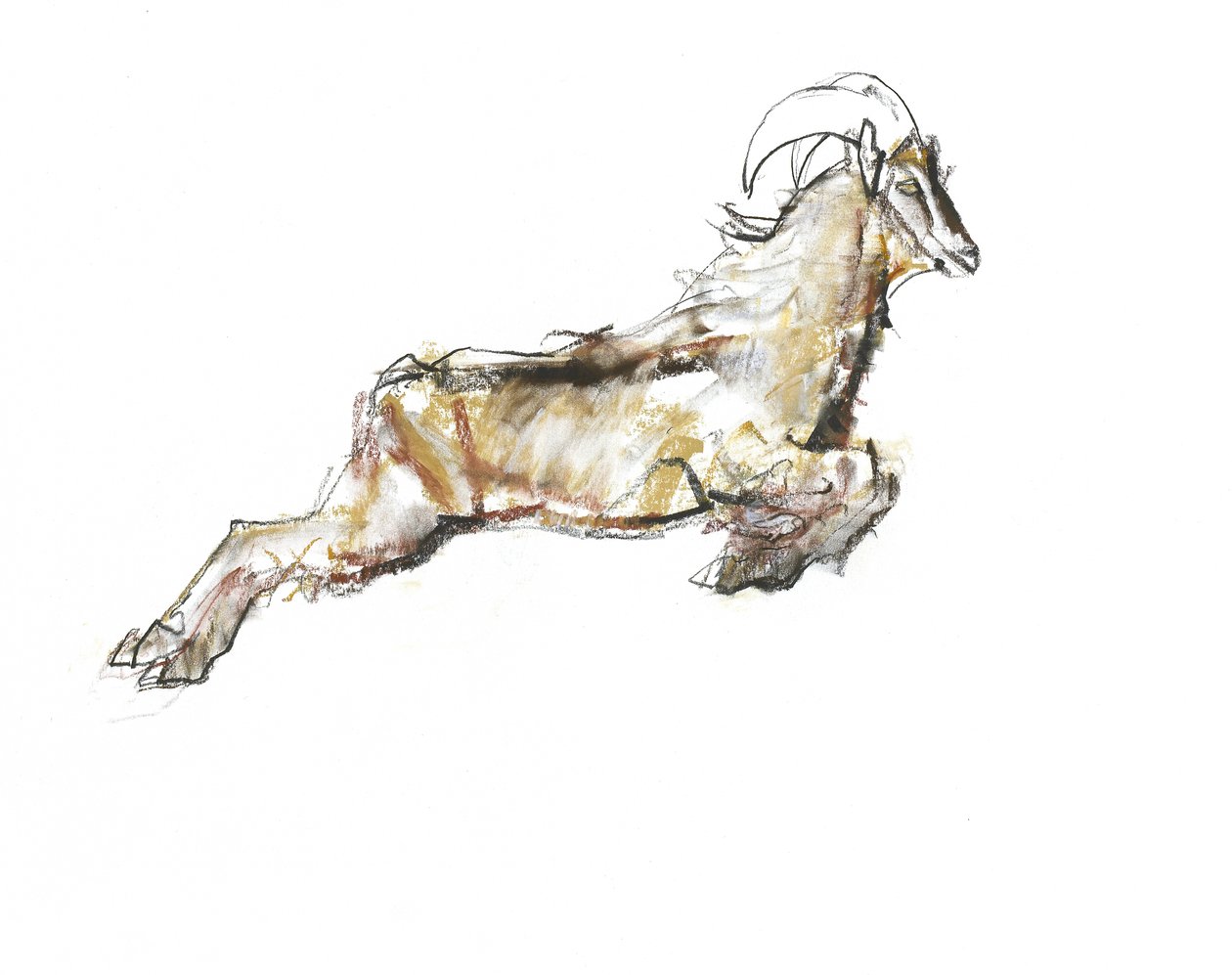 Arabian Tahr, 2009 (conte ja puuhiili paperilla) tekijältä Mark Adlington