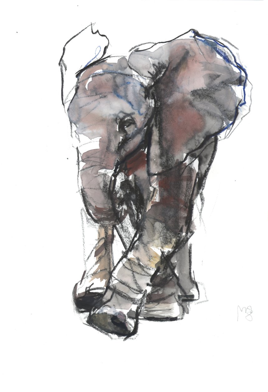 Baby Elefant Study, 2018 tekijältä Mark Adlington