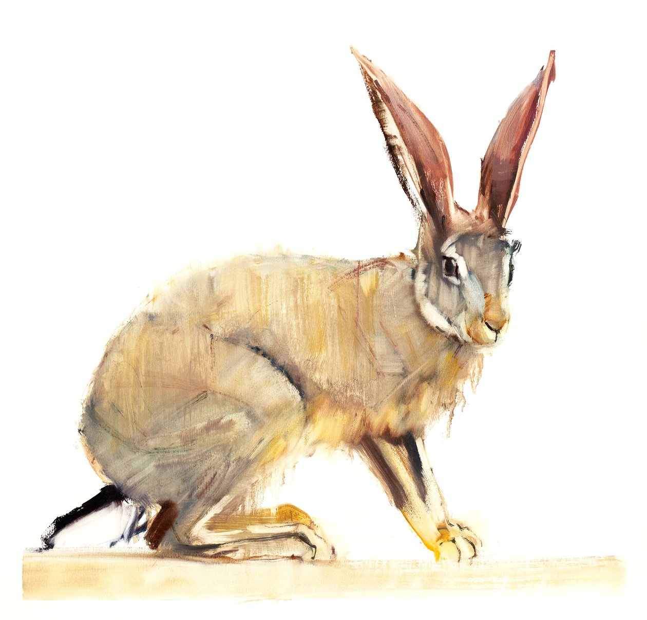 Cape Hare, 2010 (öljy paperille) tekijältä Mark Adlington