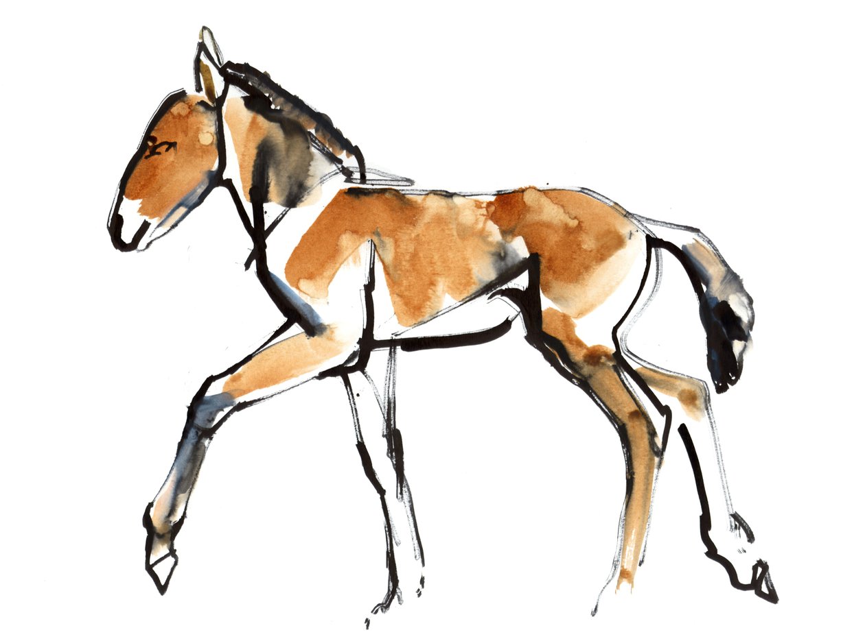 Colt (Przewalski), 2013 (sennelier-muste, akvarelli ja guassi) tekijältä Mark Adlington