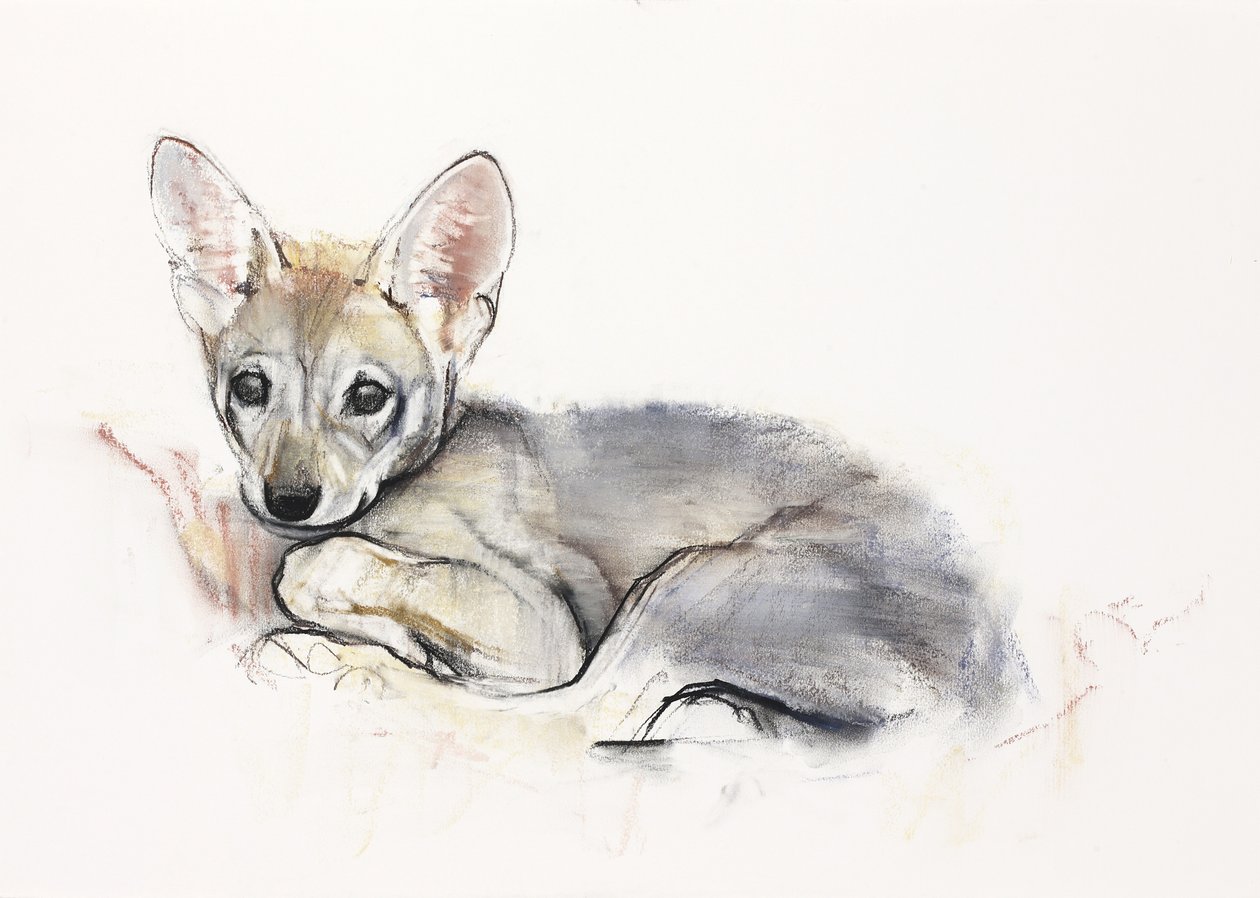 Curled Arabian Wolf Pup, 2009 (conte und charcoal paperilla) tekijältä Mark Adlington