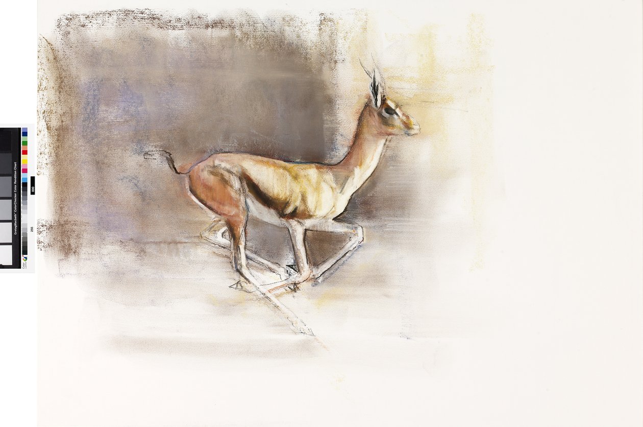 Desert Wind (Arabian gaselli), 2010 (öljy paperille) tekijältä Mark Adlington