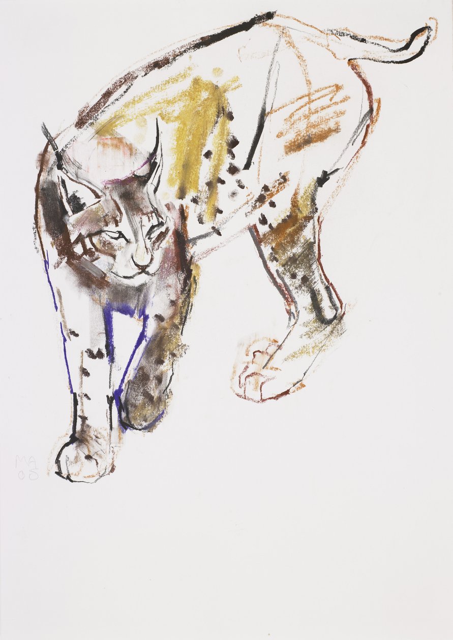 European Lynx (hiili ja conte paperilla) tekijältä Mark Adlington