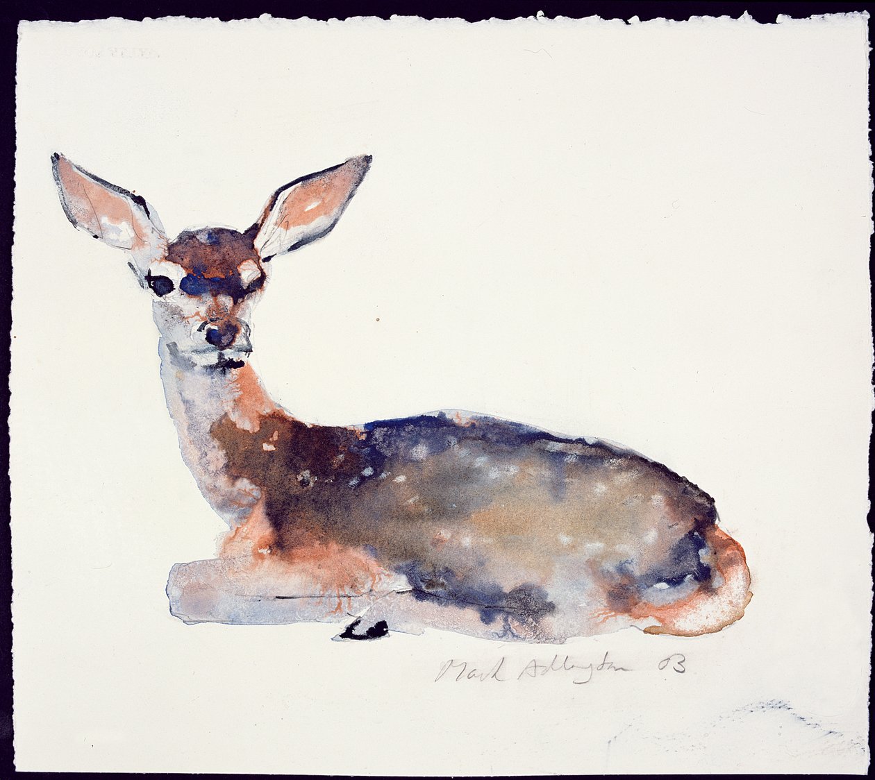 Fawn, 2003 (muste ja akvarelli paperille) tekijältä Mark Adlington
