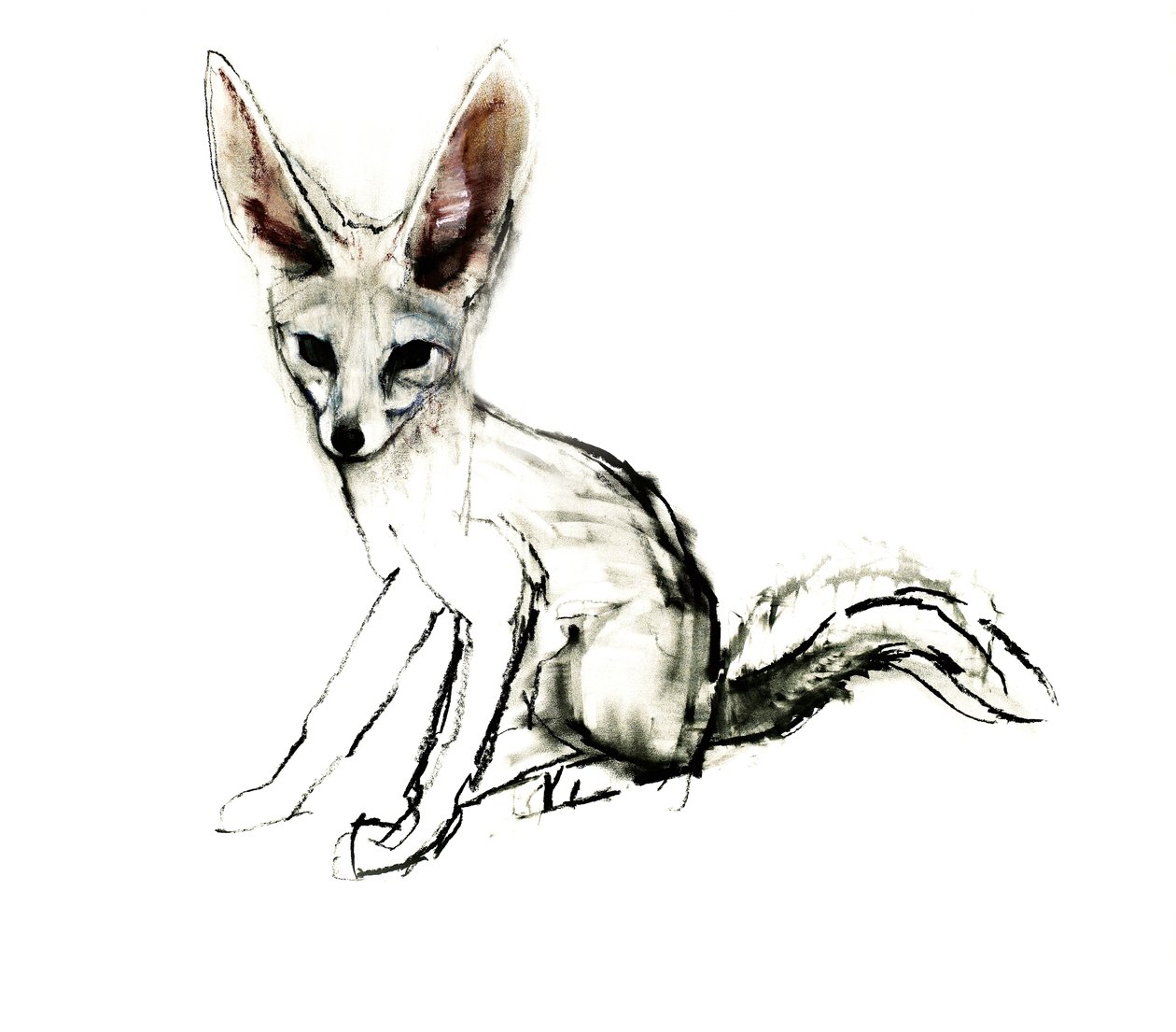 Foxy (Sand Fox), 2009 (conte und charcoal paperilla) tekijältä Mark Adlington