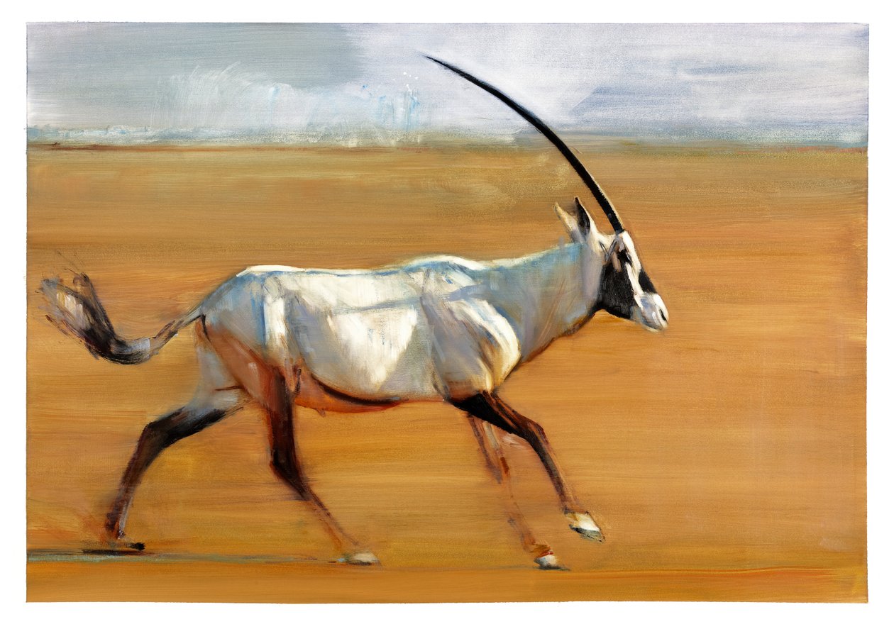 Galloping Oryx, 2010 (öljy paperille) tekijältä Mark Adlington