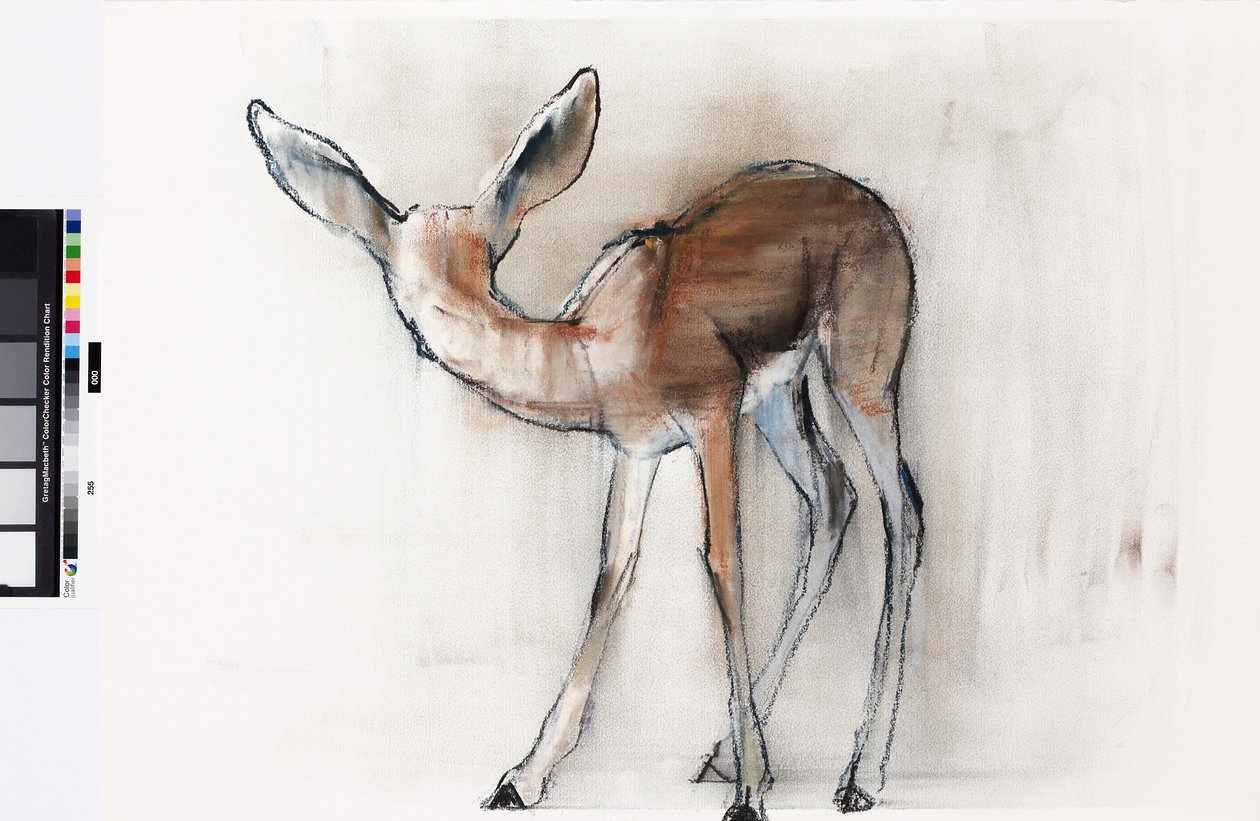 Gazelle Fawn (Arabian Gazelle) 2010 (öljy paperille) tekijältä Mark Adlington