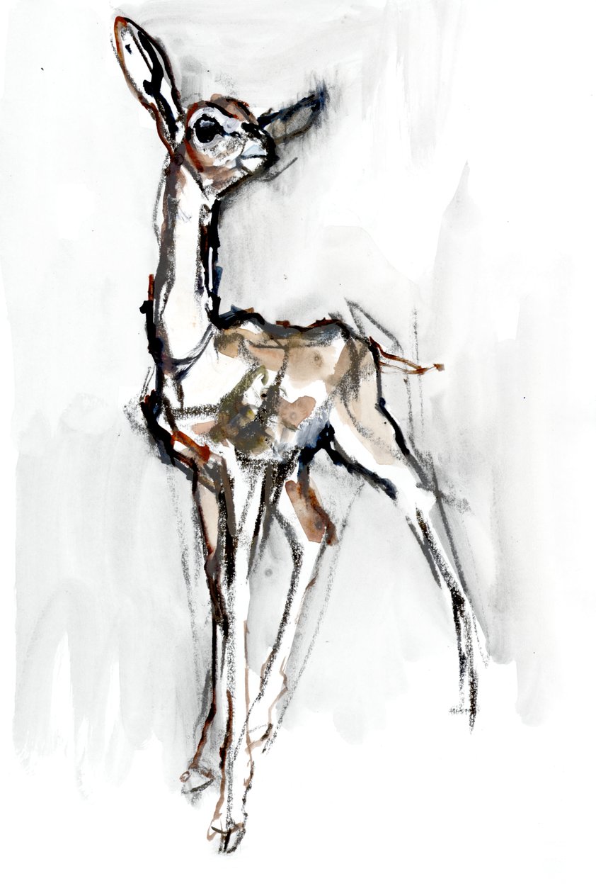 Gerenuk fawn, Sarara, 2018 tekijältä Mark Adlington