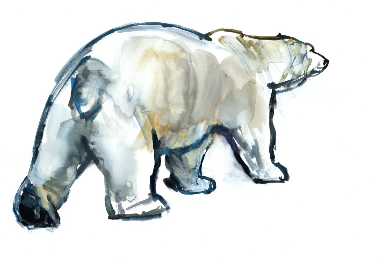 Glacier Mint (jääkarhu), 2013, (akvarelli ja guassi paperille) tekijältä Mark Adlington