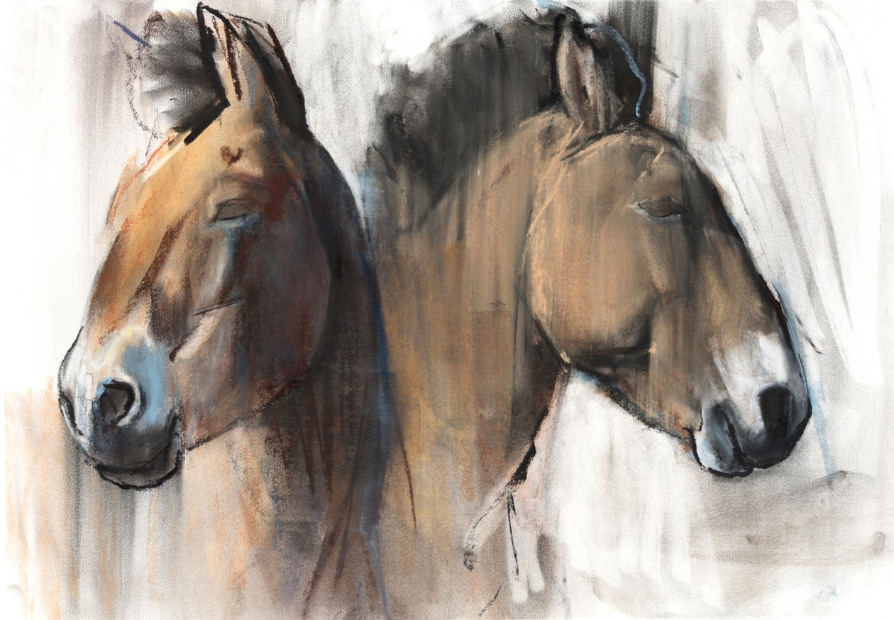 Head Study (Przewalski) 2012, (hiili, konté ja pastelli paperille) tekijältä Mark Adlington