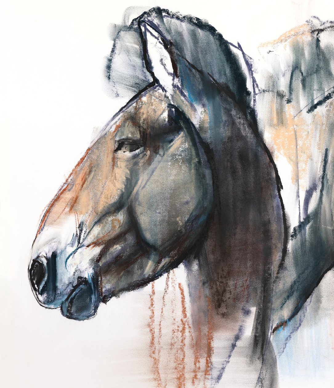 Head Study, Przewalski, 2013, (yksityiskohta), (pastelli ja hiili paperille) tekijältä Mark Adlington