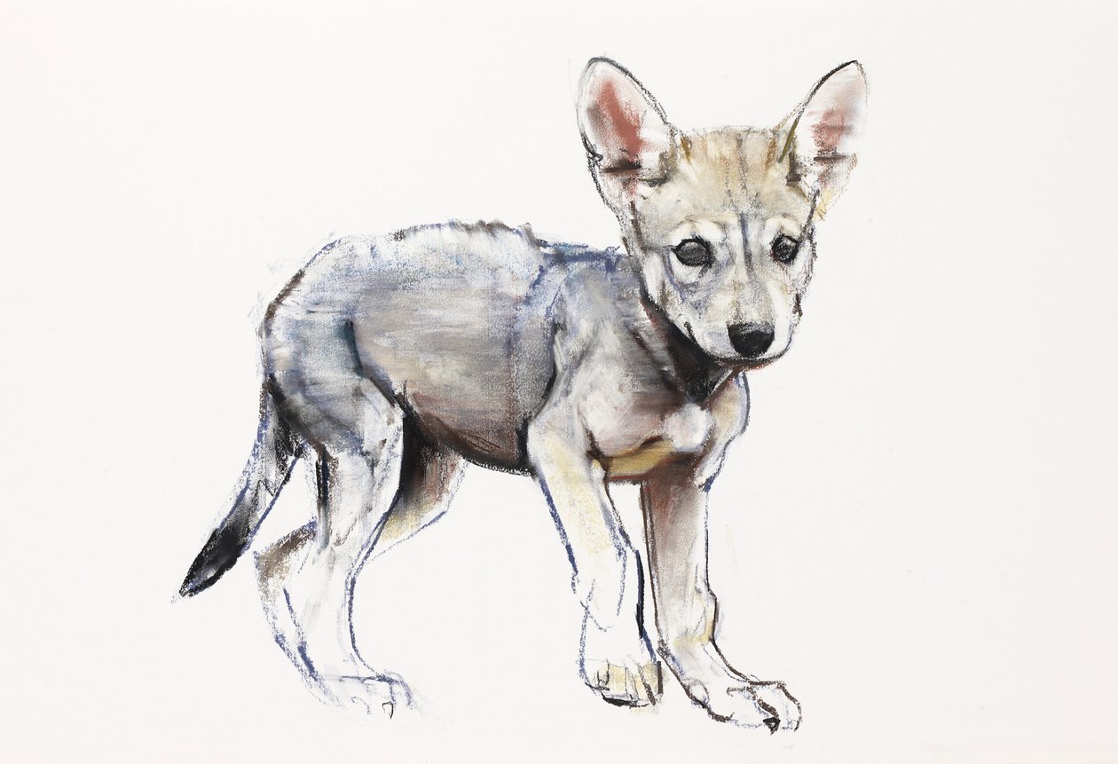 Hesitating Arabian Wolf Pup, 2009 (conte und charcoal paperilla) tekijältä Mark Adlington
