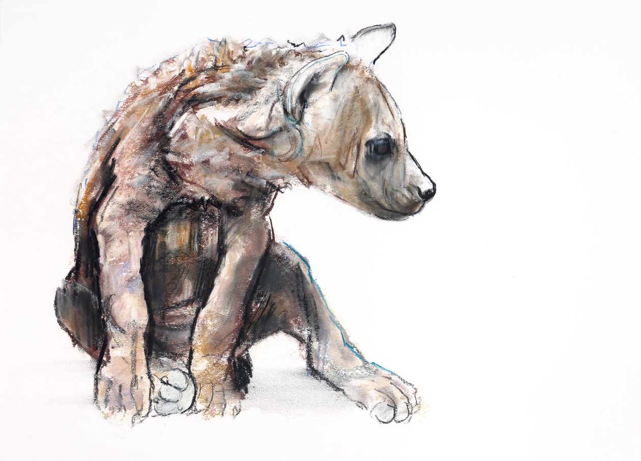 Hyaena Pup (profiili), 2019 (conté ja hiili paperilla) tekijältä Mark Adlington
