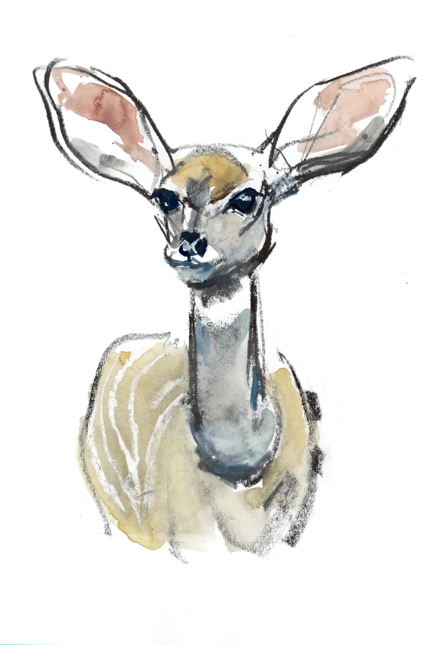Kudu Fawn, Sarara, 2018 tekijältä Mark Adlington