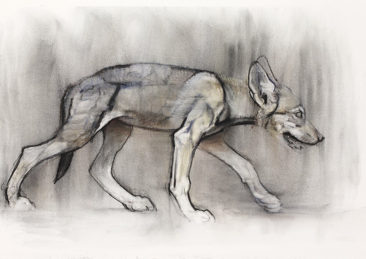 Lean Pup (Arabian Wolf), 2009 (conte und charcoal on paper) tekijältä Mark Adlington