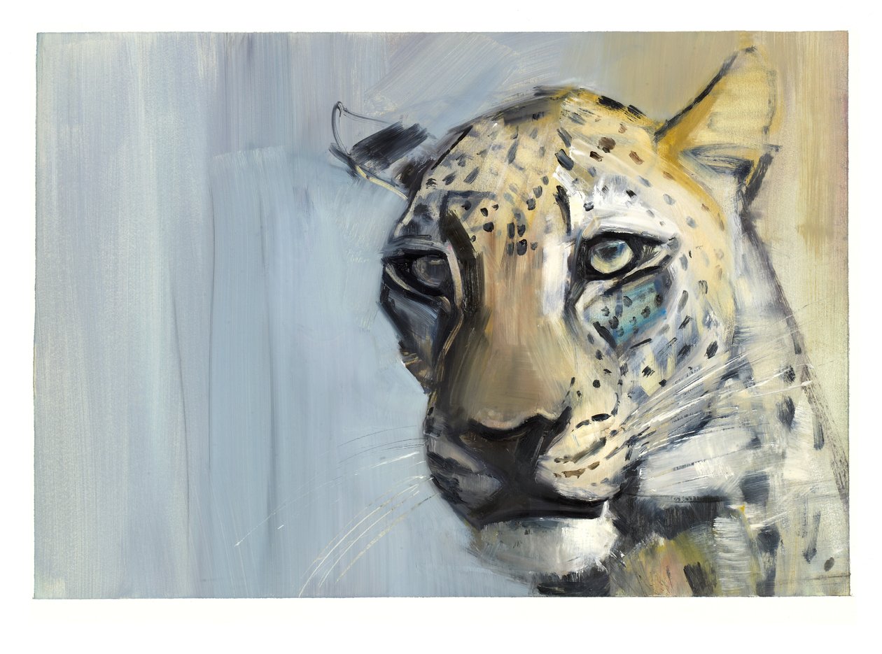 Predator (Arabian Leopard), 2009 (öljy paperille) tekijältä Mark Adlington
