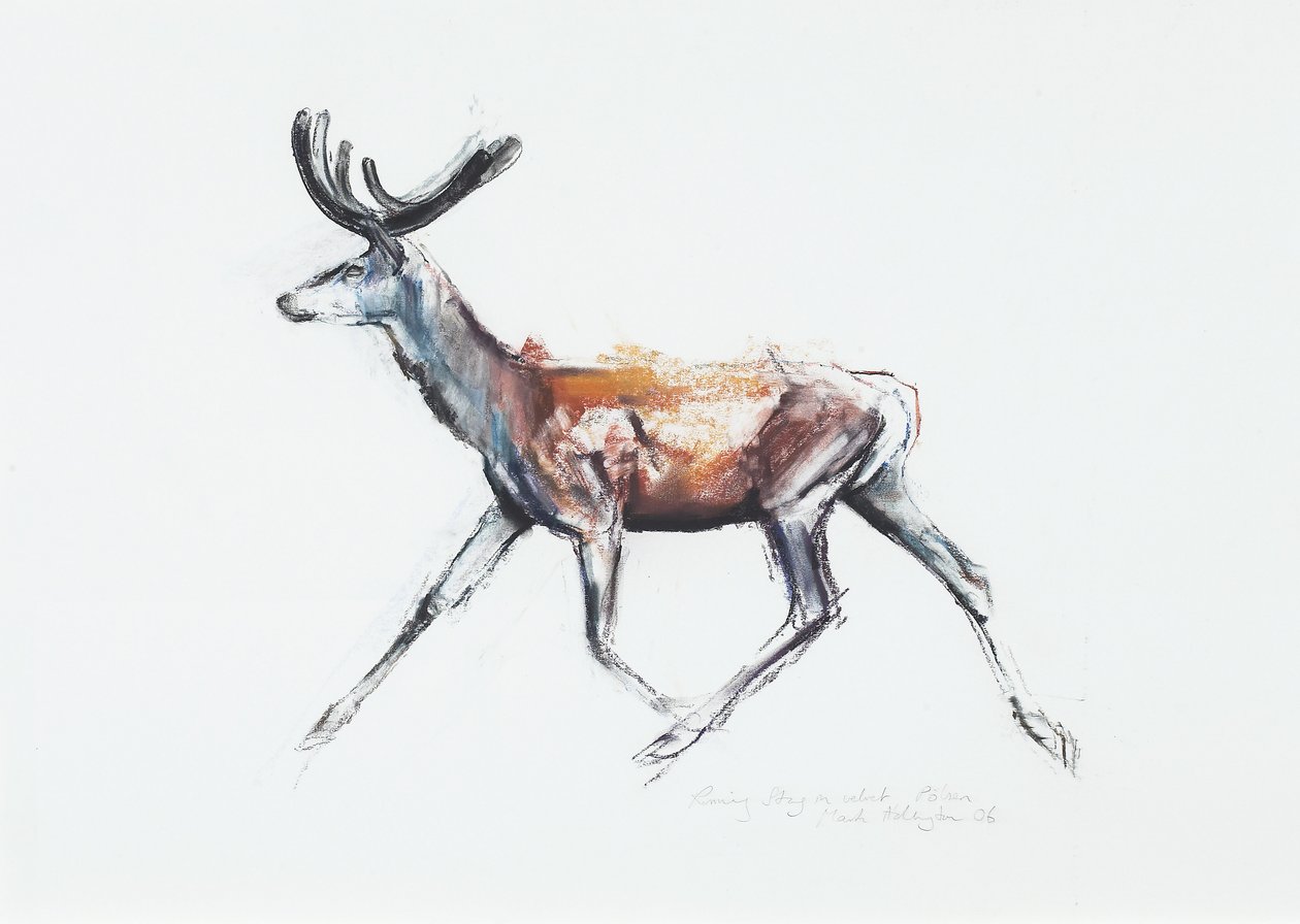 Running Stag in velvet, Polsen, 2006 (hiili ja conte paperilla) tekijältä Mark Adlington