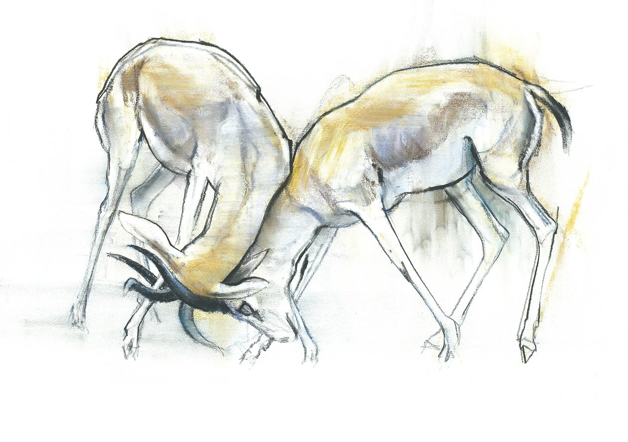 Sand Gazelles, 2009 (conte ja hiili paperille) tekijältä Mark Adlington