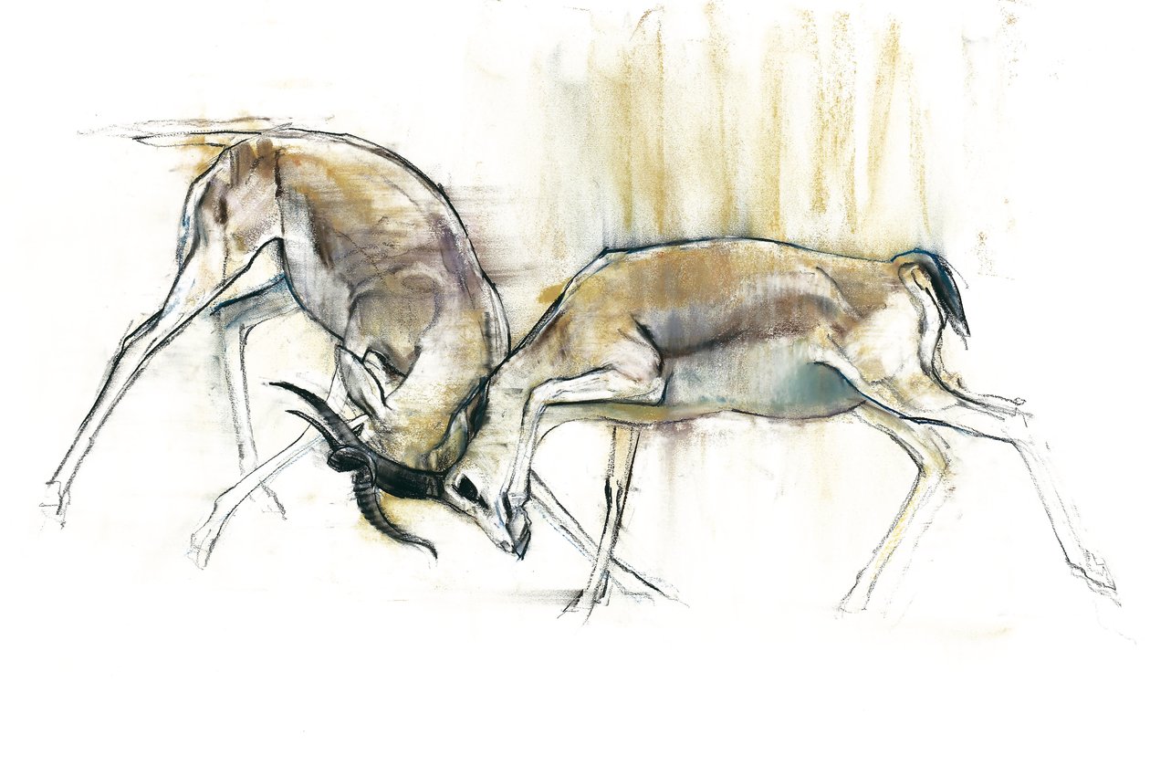 Sand Gazelles, 2009 (conte ja hiili paperille) tekijältä Mark Adlington