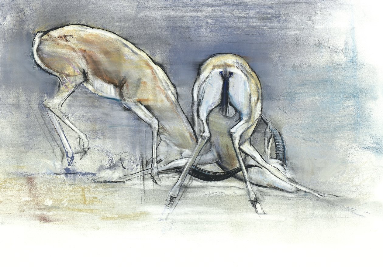 Sand Gazelles, 2009 (conte ja hiili paperille) tekijältä Mark Adlington
