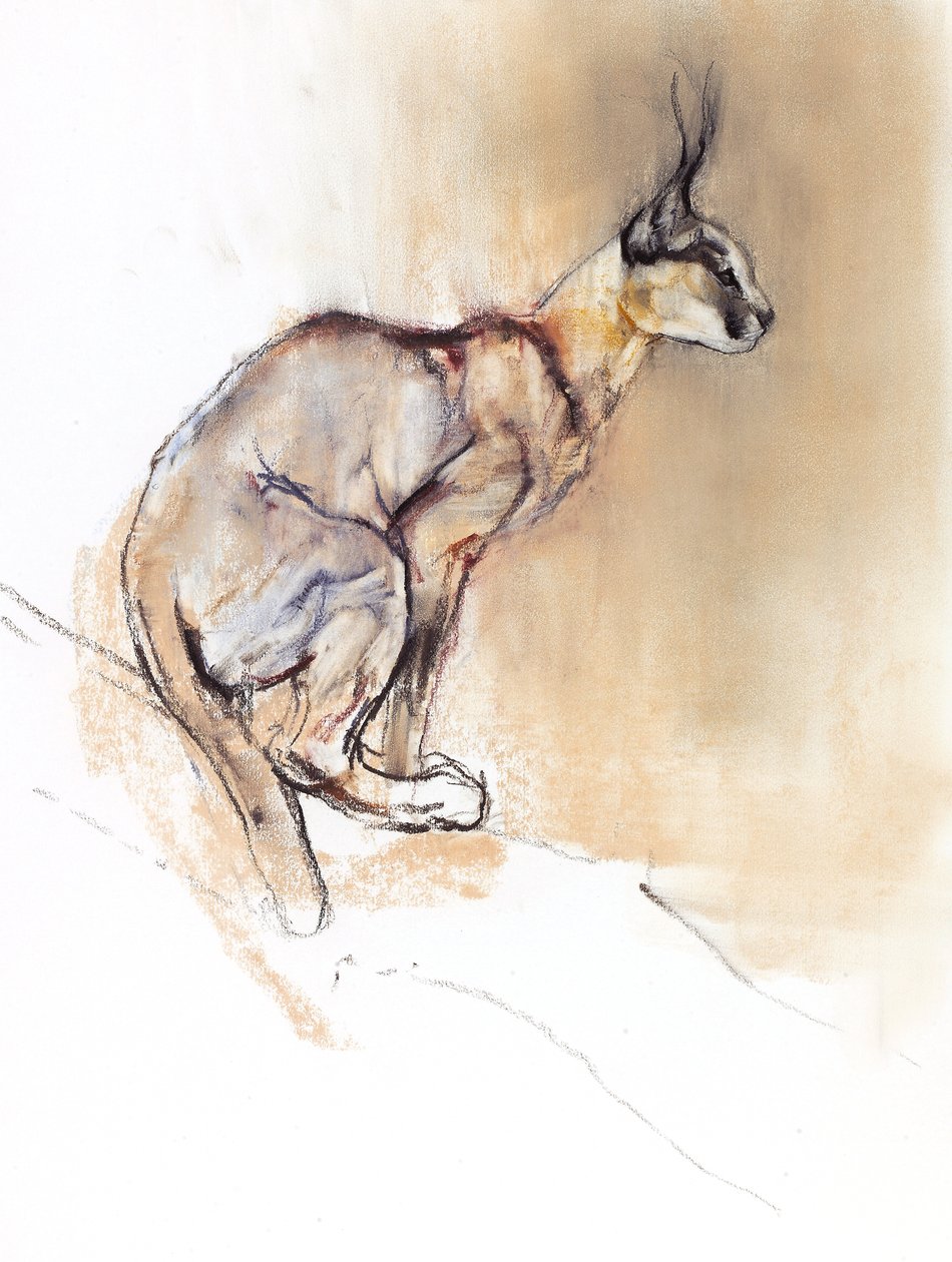 Istuva Caracal, 2009 (conte und charcoal paperilla) tekijältä Mark Adlington
