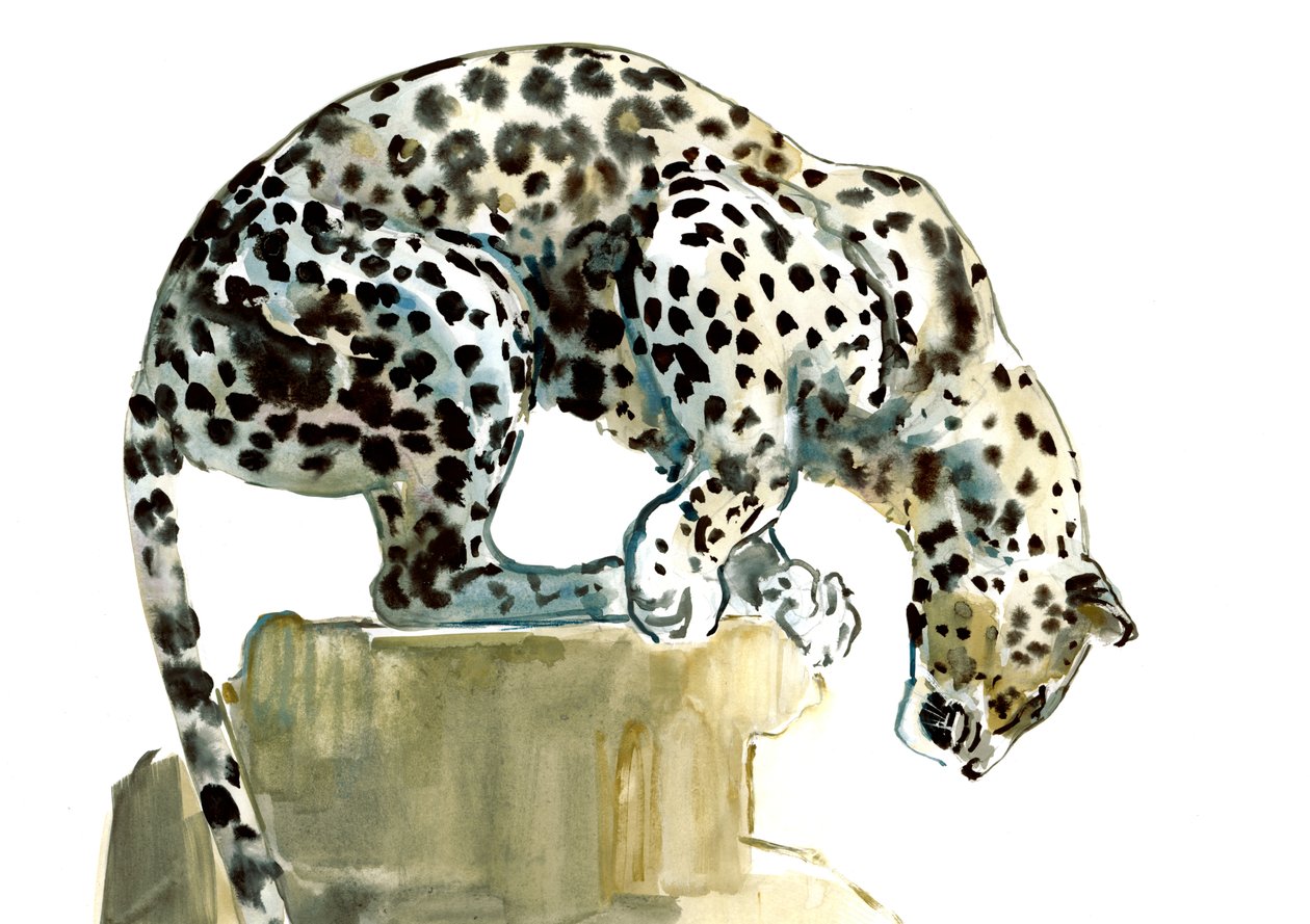 Selkä (Arabian Leopard), 2015, (akvarelli ja guassi paperille) tekijältä Mark Adlington
