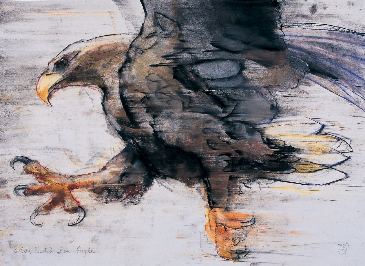 Talons - White tailed Sea Eagle, 2001 (hiili ja conte paperilla) tekijältä Mark Adlington