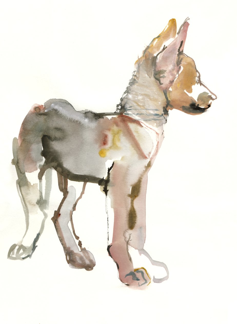 Waggle (Arabian Wolf Pup), 2011, (akvarelli ja guassi paperille) tekijältä Mark Adlington