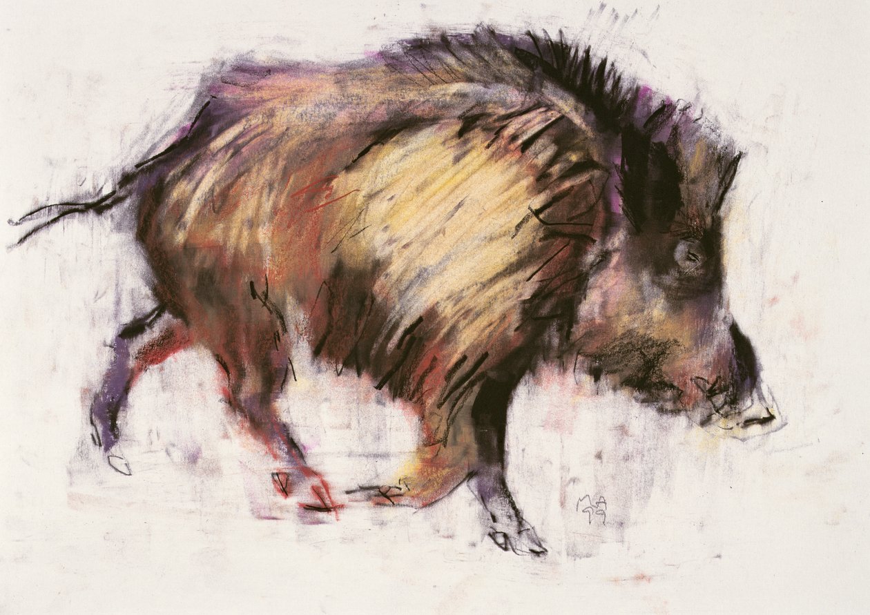 Villisikaravi, 1999 (grafiitti, konte ja puuhiili paperilla) tekijältä Mark Adlington