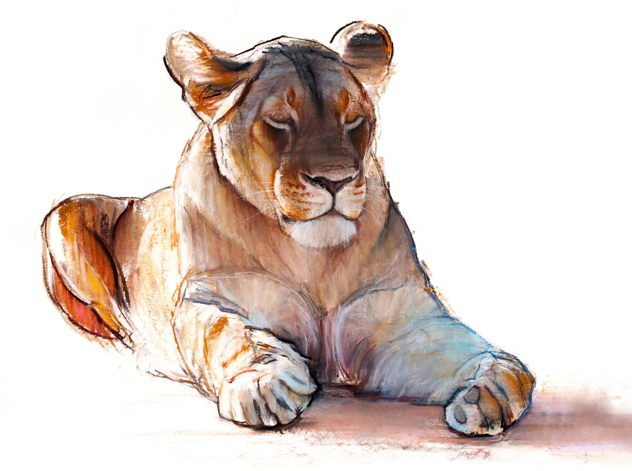 Yogi Lioness, 2019 tekijältä Mark Adlington