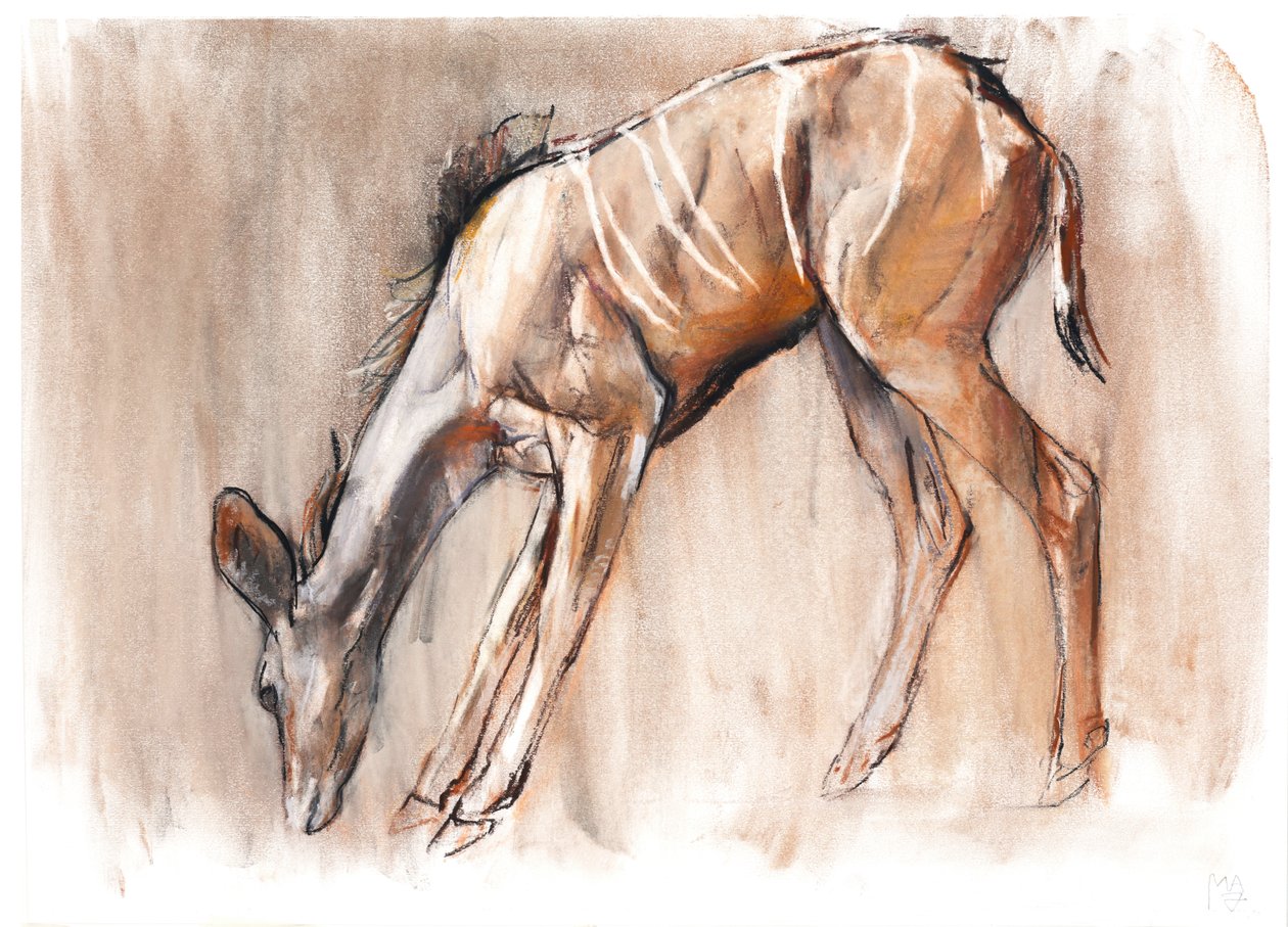 Nuori Kudu, Loisaba, 2018 tekijältä Mark Adlington