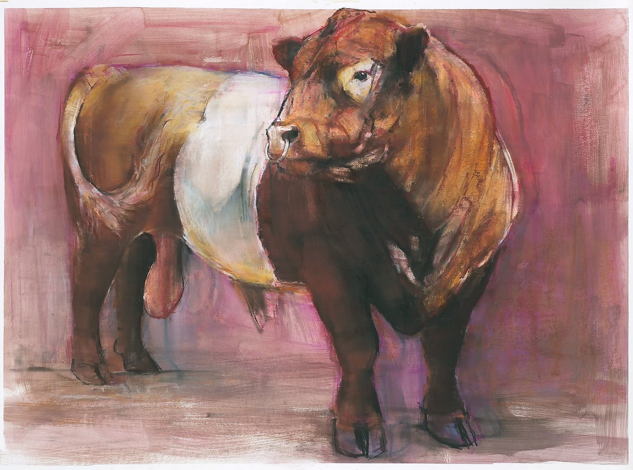 Zeus, Red Belted Galloway Bull, 2006 (sekatekniikka paperille) tekijältä Mark Adlington