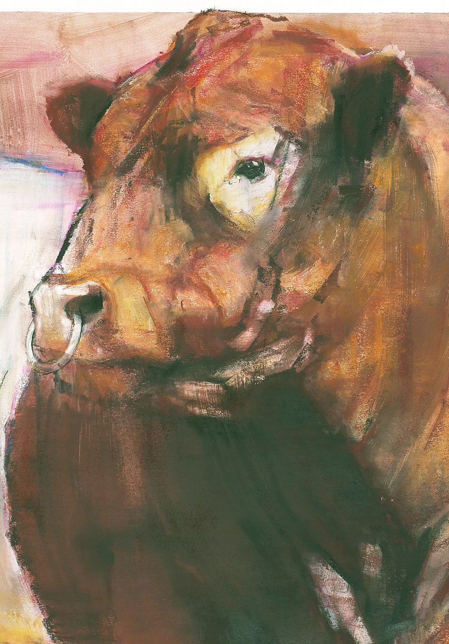 Zeus, Red Belted Galloway Bull, 2006 sekatekniikka paperilla yksityiskohta numerosta 275255 tekijältä Mark Adlington