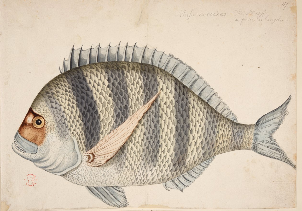 Kala. tekijältä Mark Catesby