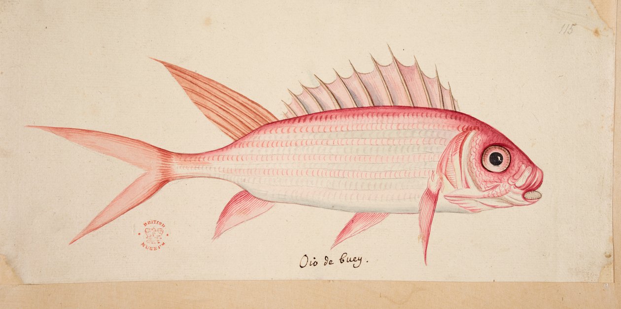 Kala. tekijältä Mark Catesby