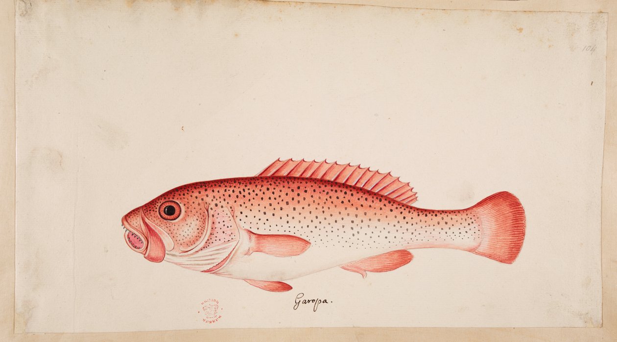 Kala. tekijältä Mark Catesby
