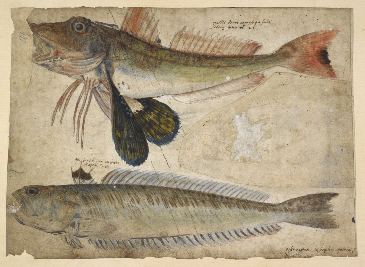Lisätä. 5267, f.144 Piirustukset kahdesta kalasta, "Catesbyn, G.Edwardsin, G.Jagon et al. piirustusten albumista, Hans Sloanen tilaus" (akvarelli ja guassi paperille) tekijältä Mark Catesby