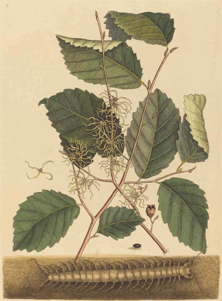 Centipede Scolopendra morsitans, julkaistu 1731-1743. tekijältä Mark Catesby